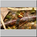 Nomada panzeri - Wespenbiene w01b 6-7mm - Halen Waldgebiet TUEP det.jpg